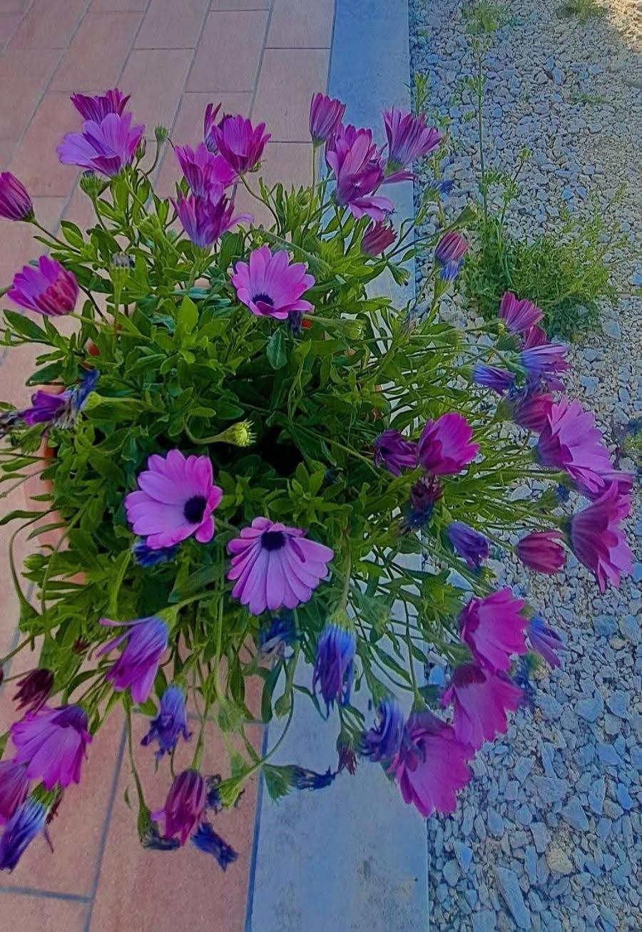 Agriturismo Maremma Amara サトゥルニア エクステリア 写真