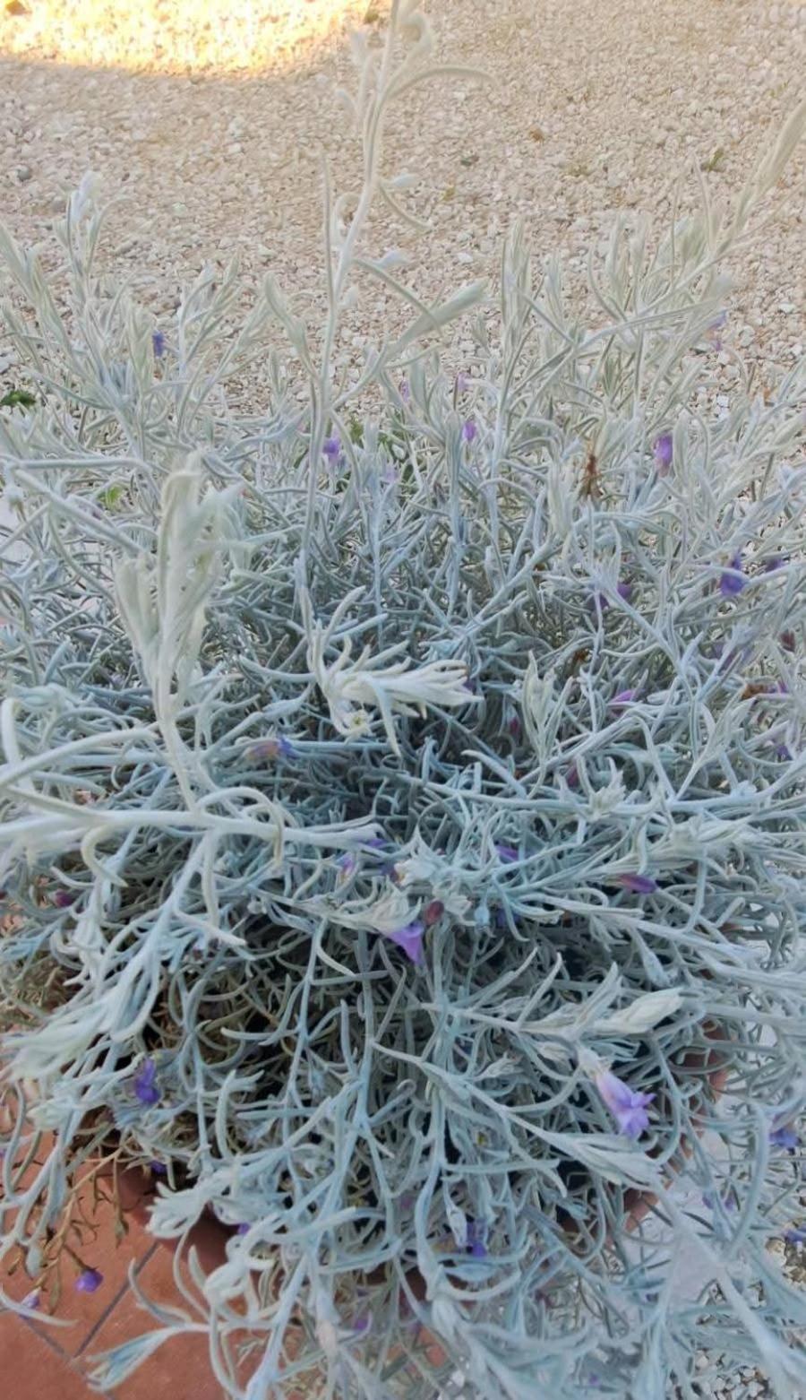 Agriturismo Maremma Amara サトゥルニア エクステリア 写真