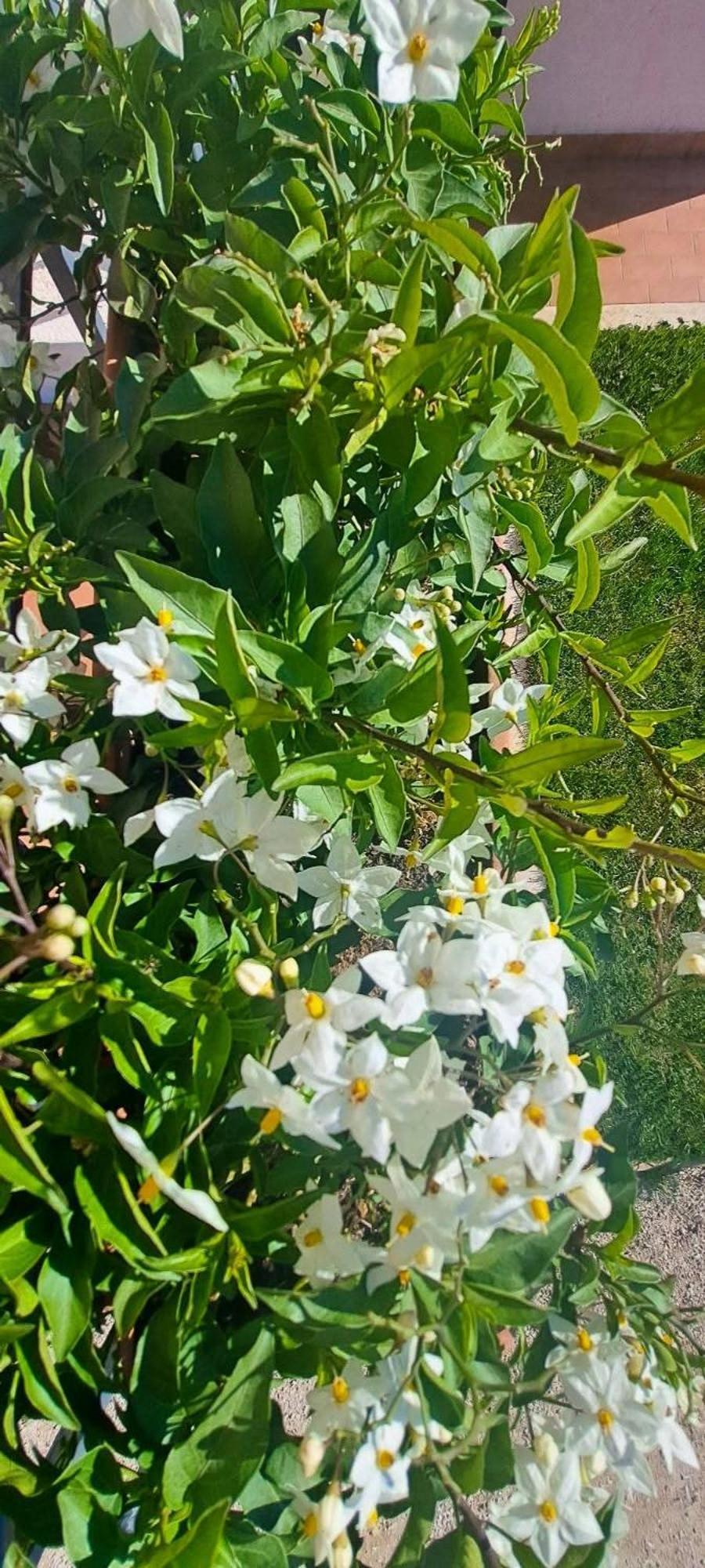 Agriturismo Maremma Amara サトゥルニア エクステリア 写真